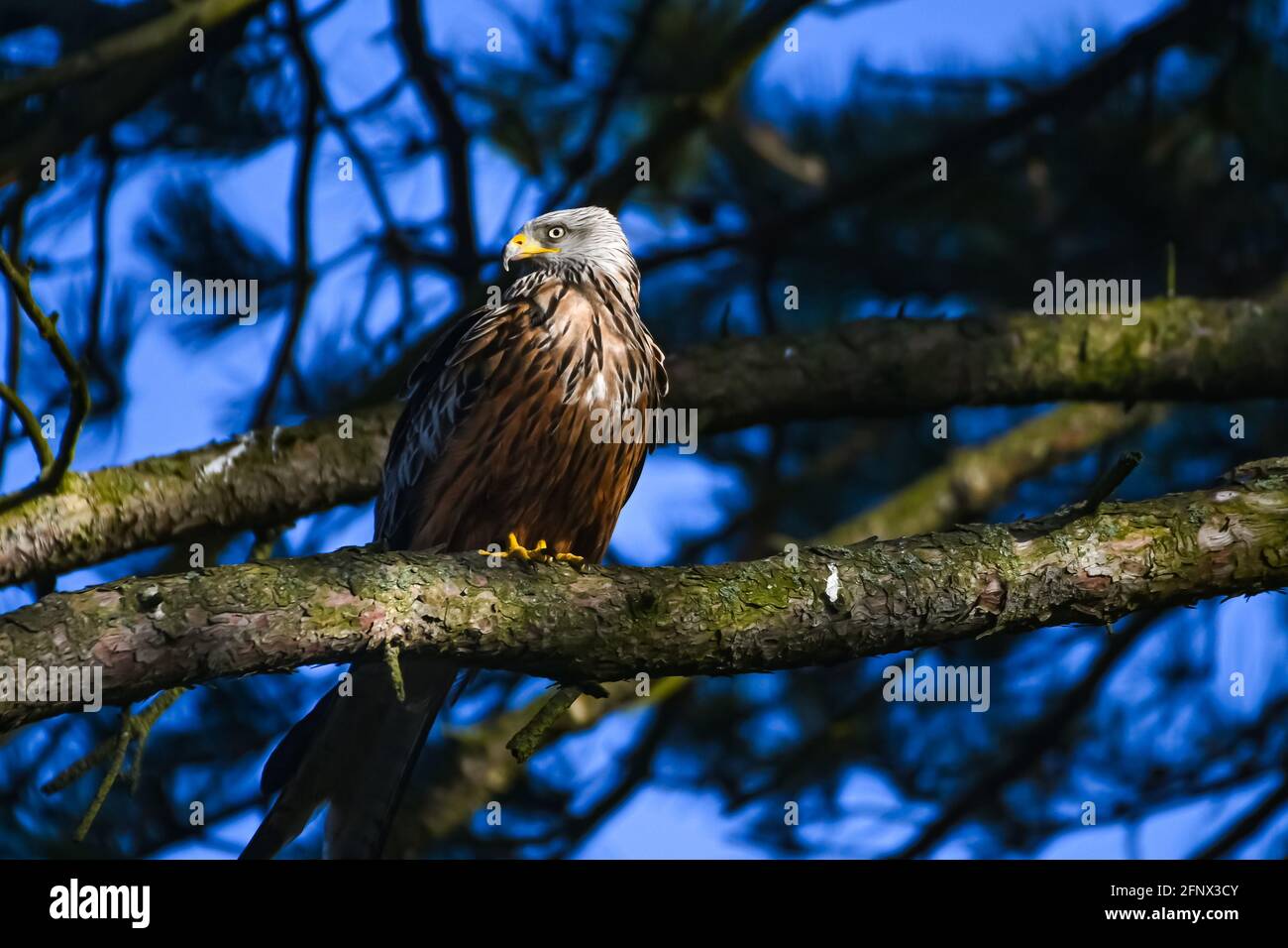 Ein roter Drachen auf einer Kiefer in der Mitte von Wales der Rote Drachen ist ein großer Raubvogel mit abgewinkelten, roten Flügeln, die mit schwarzen und weißen Flecken U gekippt sind Stockfoto