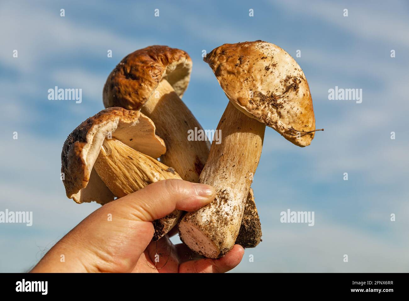 Menschliche Hand hält mehrere frisch geschnittene große Steinpilze aus der Nähe Im Freien Stockfoto