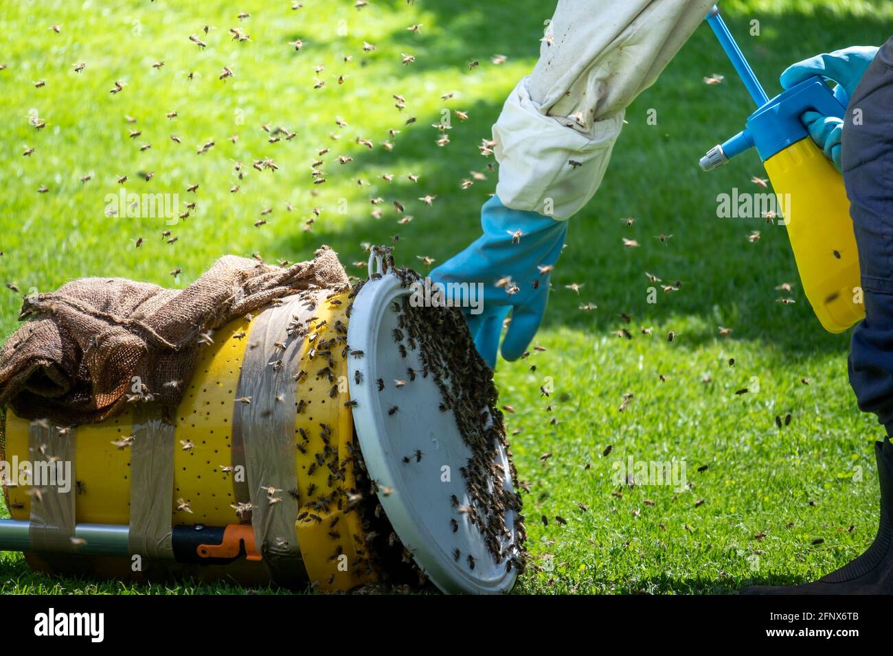 Einen Bienenschwarm mit einem Eimer fangen. Stockfoto