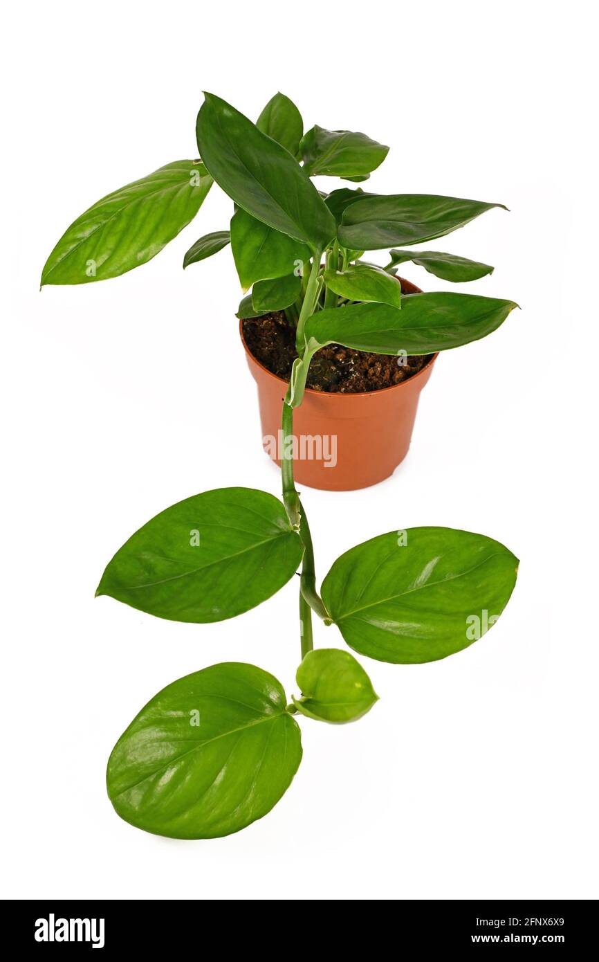 Tropische 'Monstera Friedrichsthalii'-Zimmerpflanze in Blumentopf isoliert auf Weiß Hintergrund Stockfoto