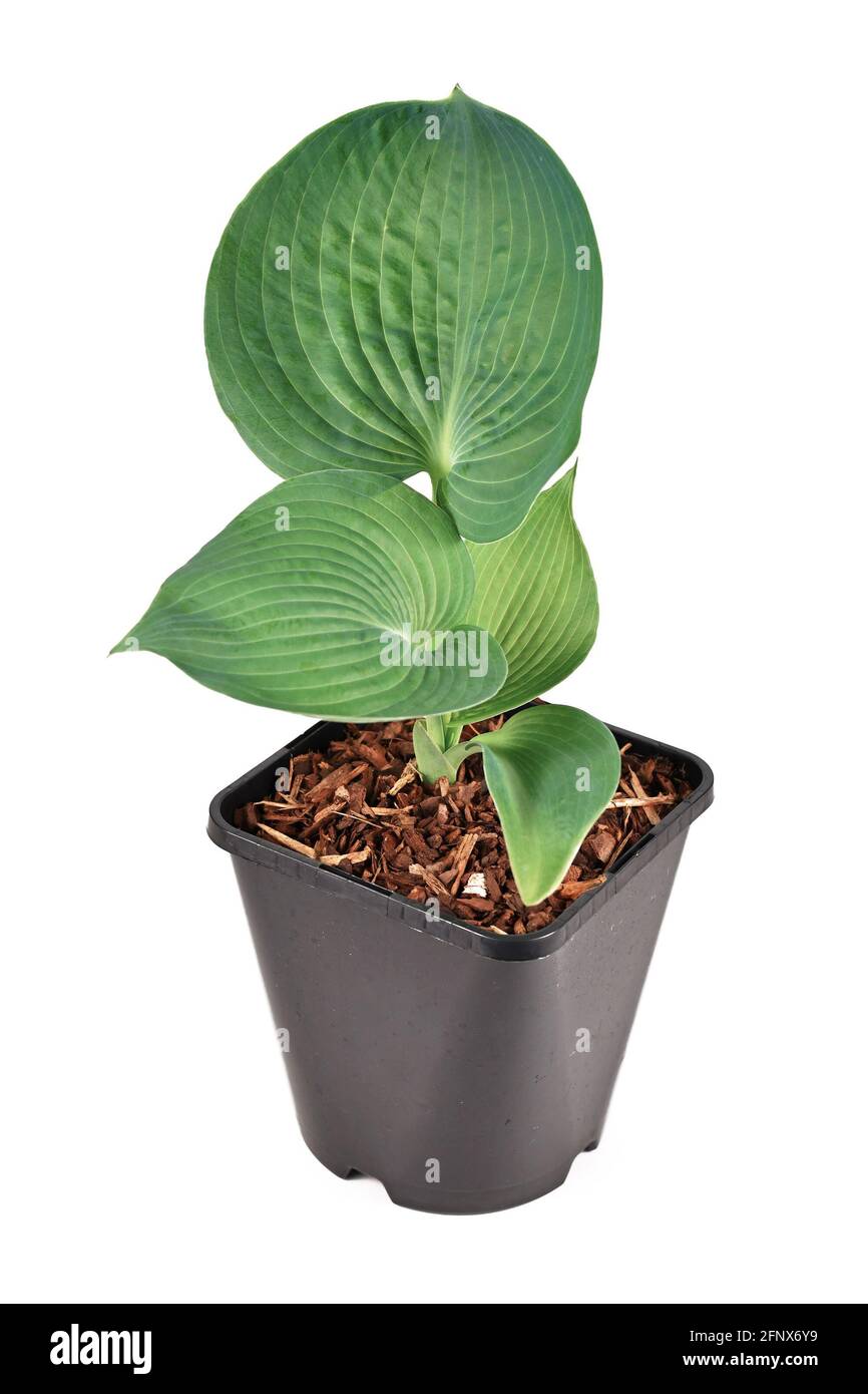 Die Pflanze „Hosta Abiqua Drinking Gourd“ mit grünen Blättern und Plastikblüten Pot isoliert auf weißem Hintergrund Stockfoto