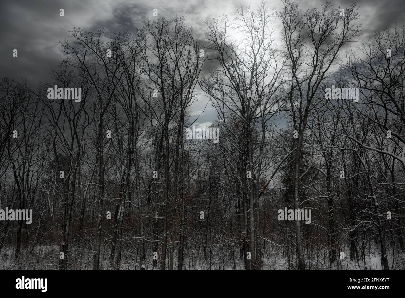 Düstere Winterlandschaft in der Dämmerung. Erschreckt Bäume unter dem Schnee Stockfoto