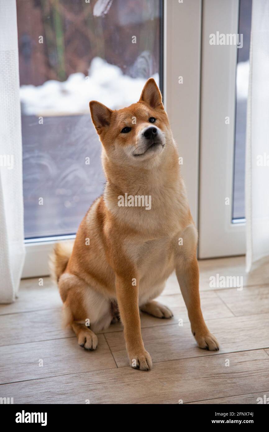 Shiba Inu Hündin im Zimmer aus der Nähe. Rothaariger japanischer Hund 1 Jahr alt. Ein glückliches Haustier. Stockfoto