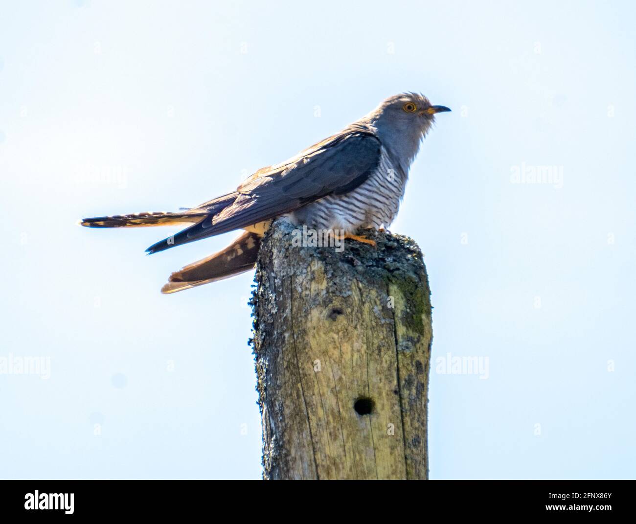 Kuckuck (Cuculus canorus) auf einem Telegrafenmast, Isle of Colonsay, Schottland, Großbritannien. Stockfoto