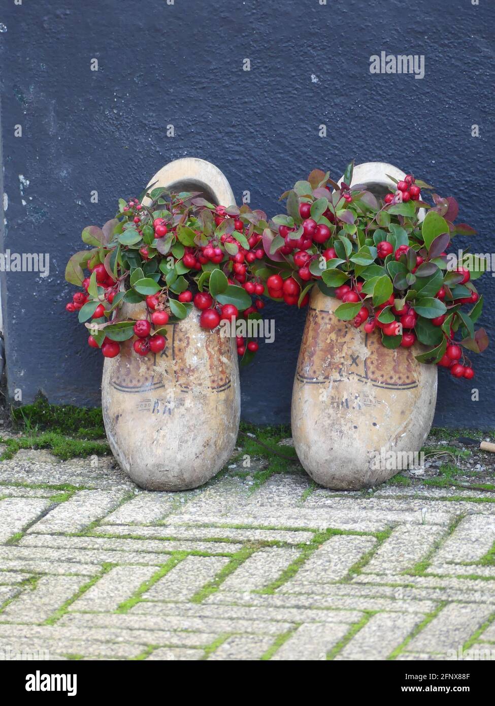 Vertikale Aufnahme von Beton-Blumentöpfen in Form von Schuhen Mit blühenden Gaultheria-Pflanzen Stockfoto
