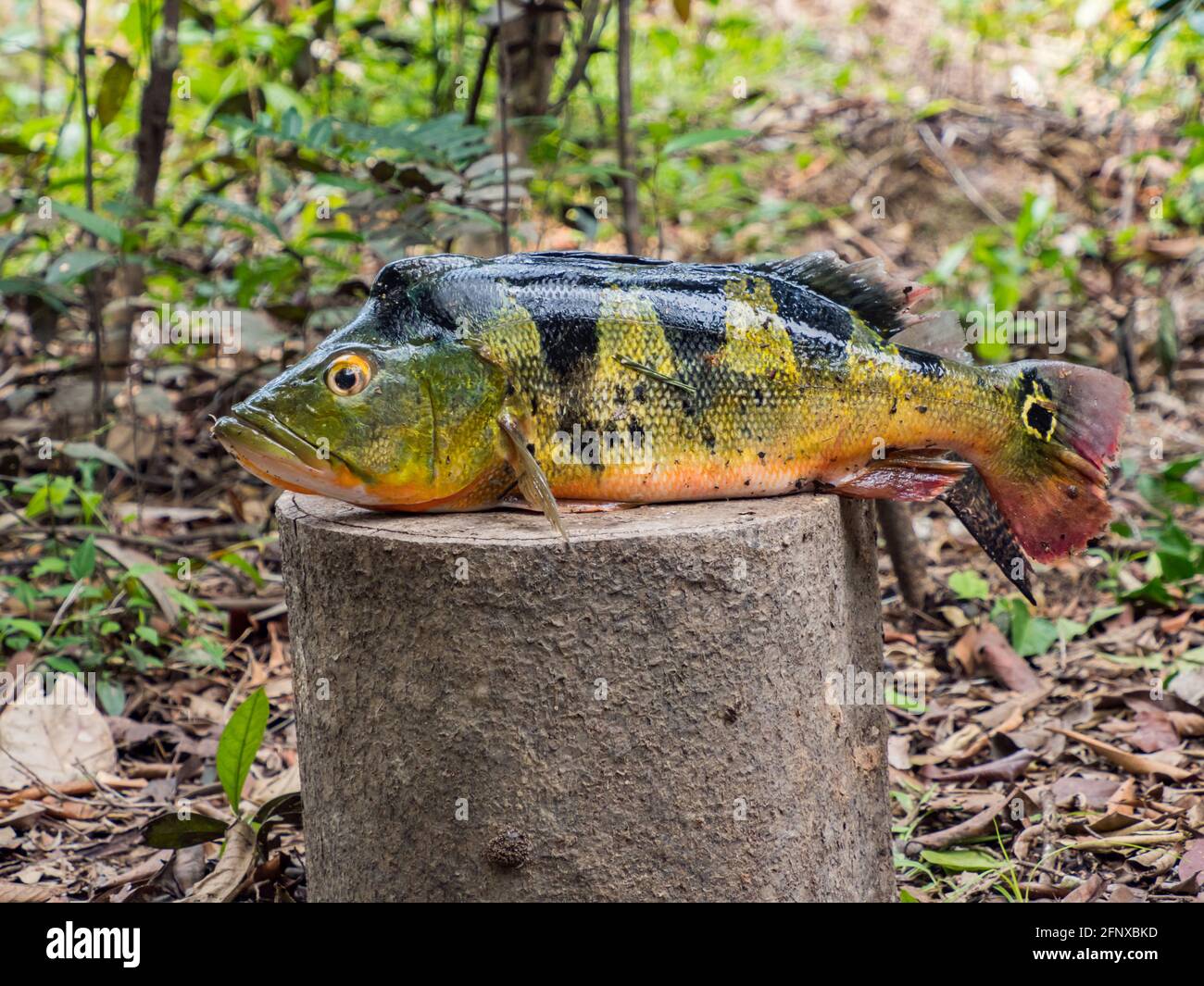 Südamerikanischer Fisch. Originalname: Pfauenbuntbarsch, Cichla ocellaris. Amazonien. Stockfoto