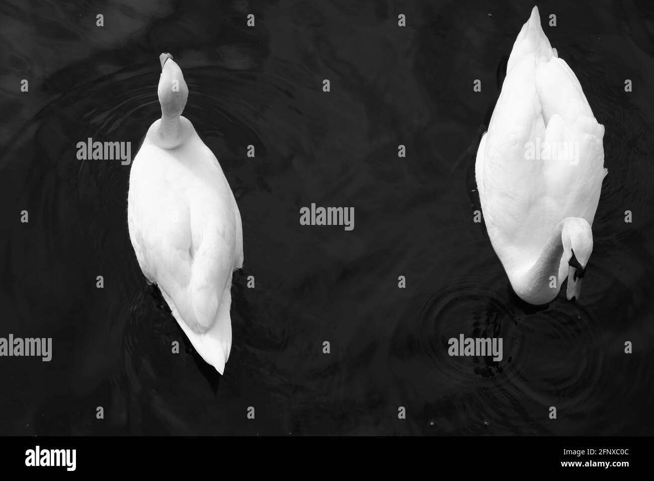 Ein Paar verliebte weiße Schwäne auf einem Hintergrund aus dunklem Wasser. Stockfoto