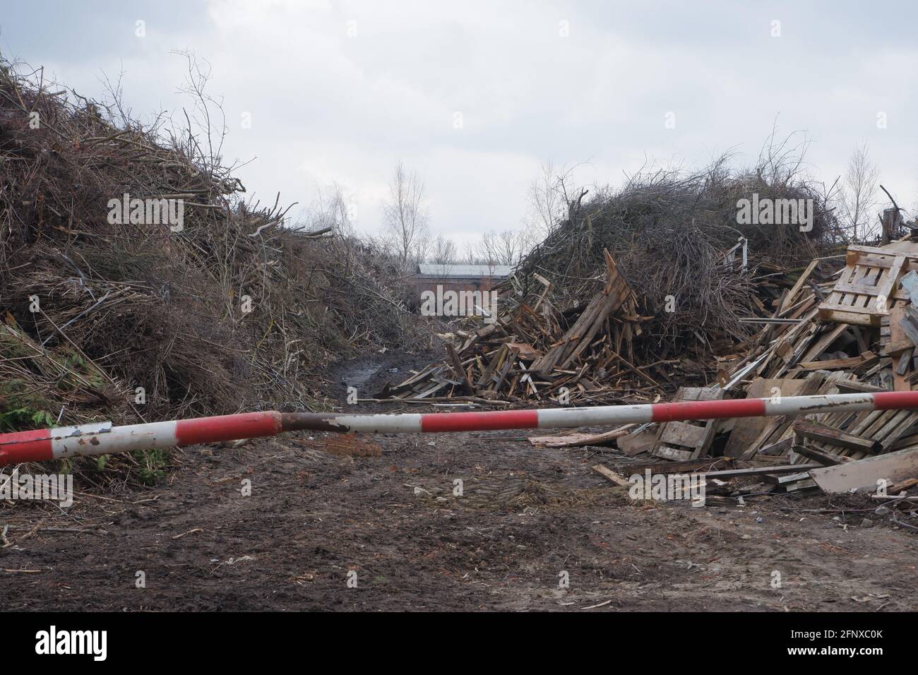 Abfalldeponie für Holzbearbeitung. Berge von Sägemehl, Ästen und Bäumen. Konzept für die Umweltsicherheit. Stockfoto