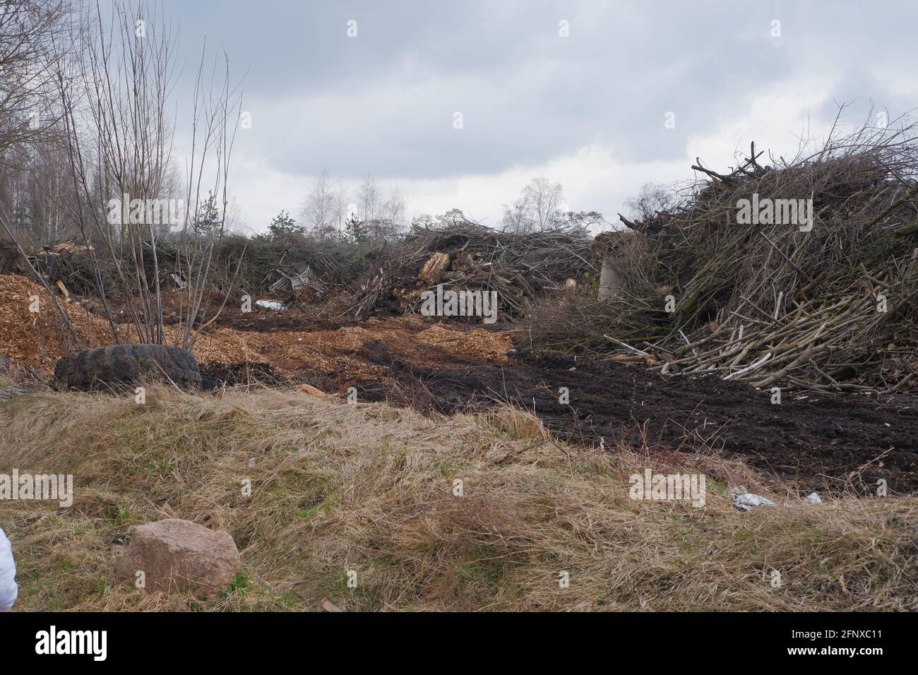 Abfalldeponie für Holzbearbeitung. Berge von Sägemehl, Ästen und Bäumen. Konzept für die Umweltsicherheit. Stockfoto