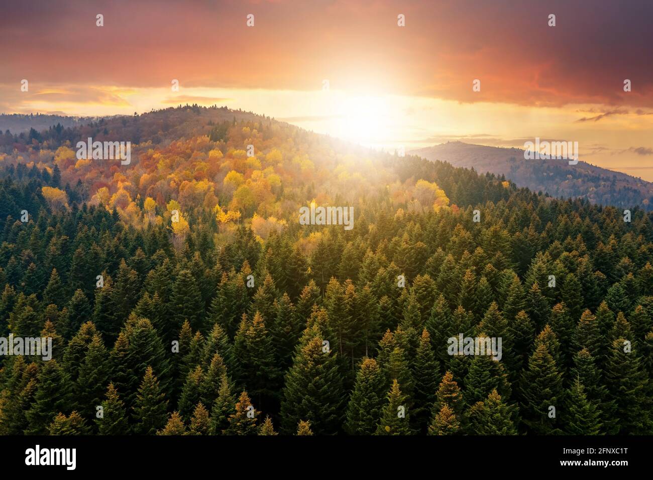 Blick von oben auf dichten Pinienwald mit Vordächern von grünen Fichten und bunt gelb üppigen Vordächer im Herbst Berge bei Sonnenuntergang. Stockfoto