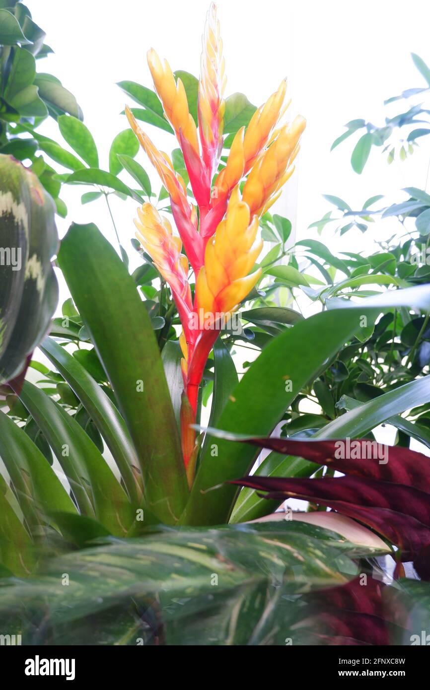Eine exotische Pflanze mit einer leuchtend orangefarbenen Blume und grünen Blättern. Stockfoto