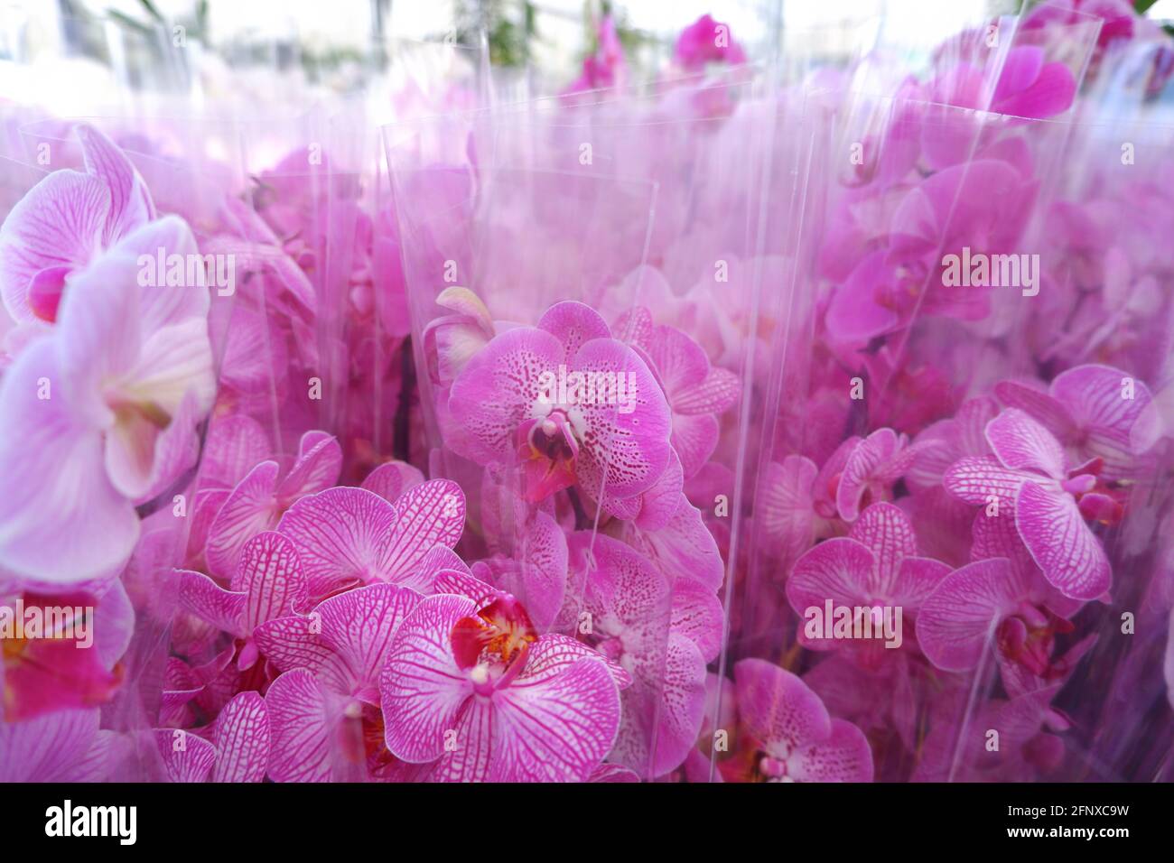 Viele vorbereitete Blumensträuße mit rosa Orchideenblüten. Stockfoto