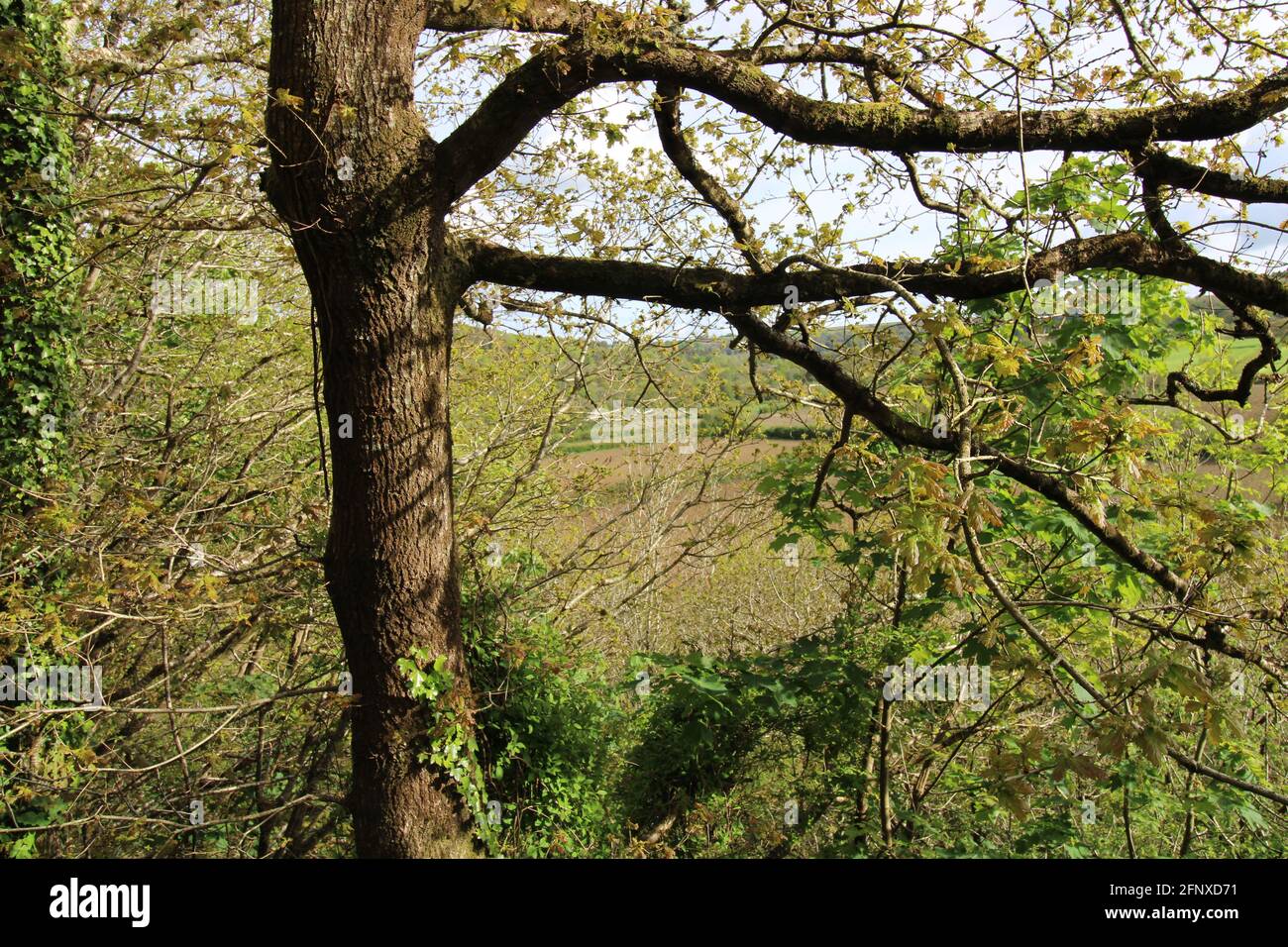 Spazieren Sie durch die atemberaubende Natur der Region North Devon Stockfoto