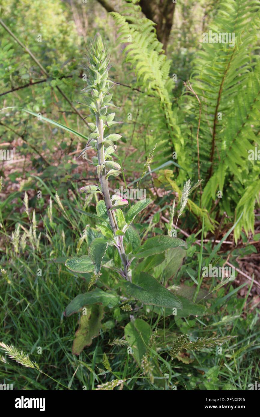 Spazieren Sie durch die atemberaubende Natur der Region North Devon Stockfoto