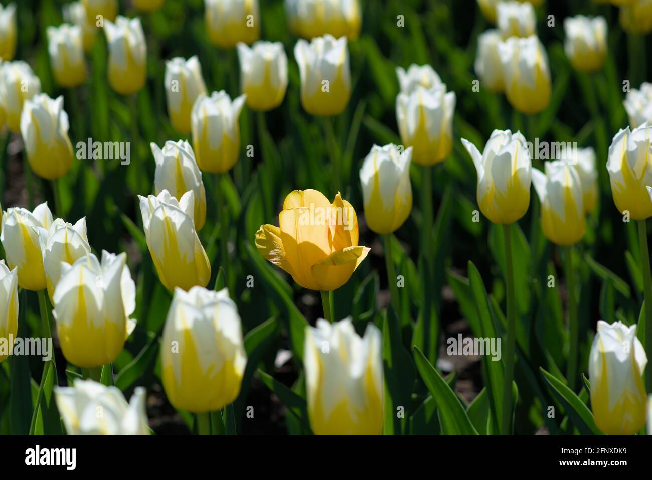 Schöne gelbe und weiße Tulpen (Flaming A Grass) beim Canadian Tulip Festival 2021 in Ottawa, Ontario, Kanada. Stockfoto