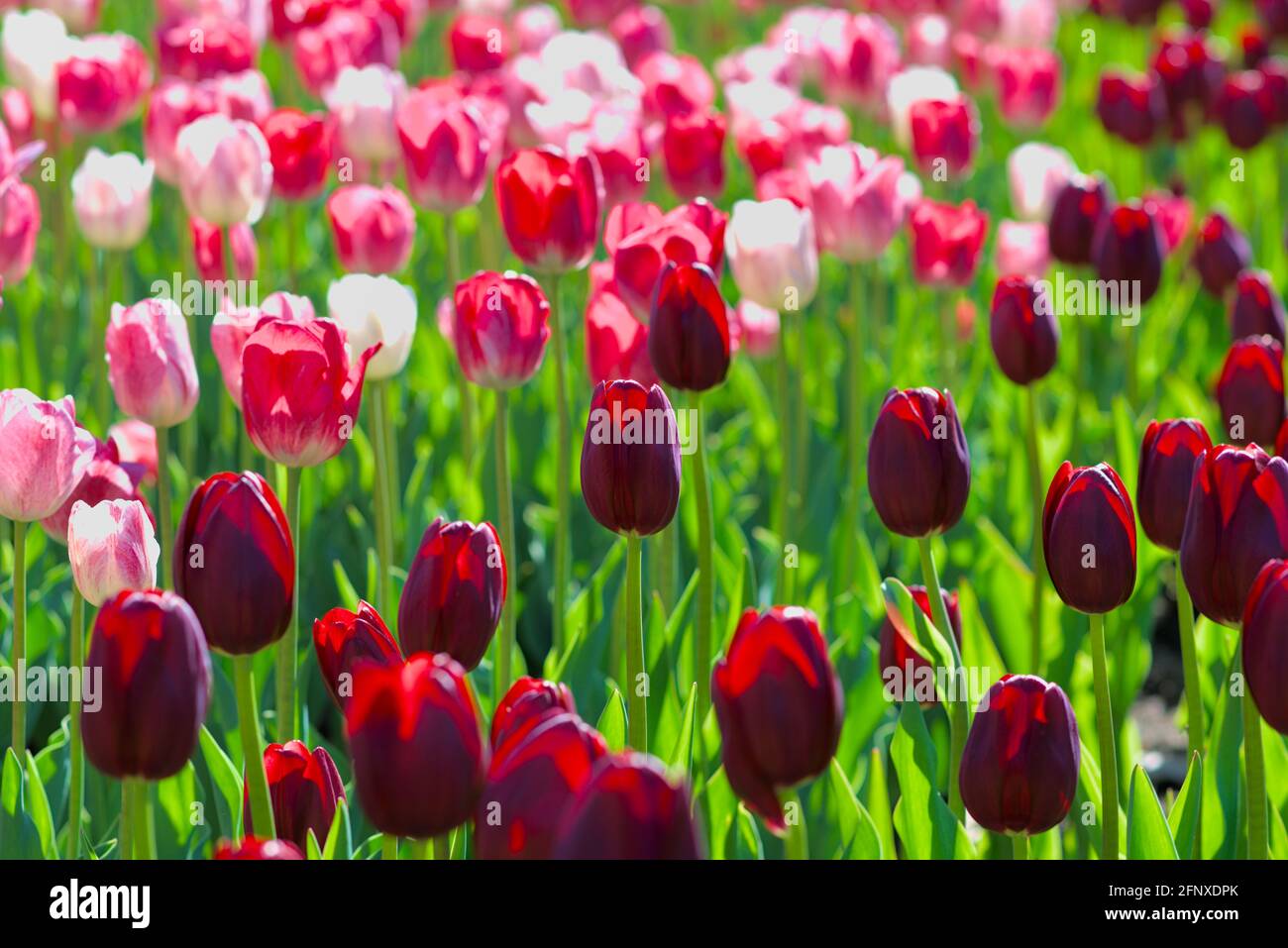 Fantastische rosa und tiefrote Tulpen (National Velvet, Heppewie) beim Canadian Tulip Festival 2021 in Ottawa, Ontario, Kanada. Stockfoto