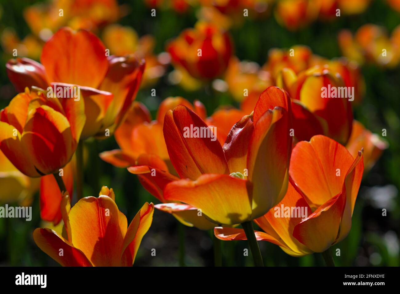 Fantastische orangefarbene Tulpen (Daydream) beim Canadian Tulip Festival 2021 in Ottawa, Ontario, Kanada. Stockfoto