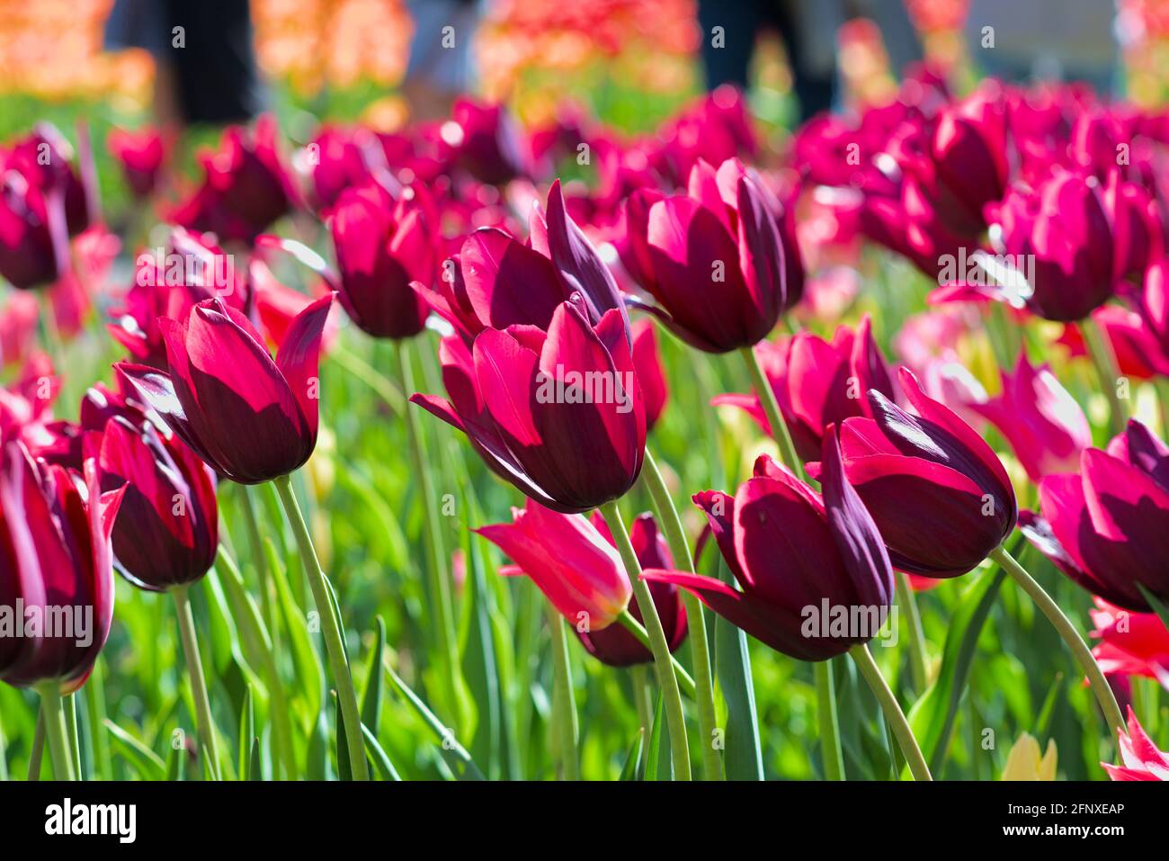 Wunderbare weinrote Merlot-Tulpen beim Canadian Tulip Festival 2021 in Ottawa, Ontario, Kanada. Stockfoto