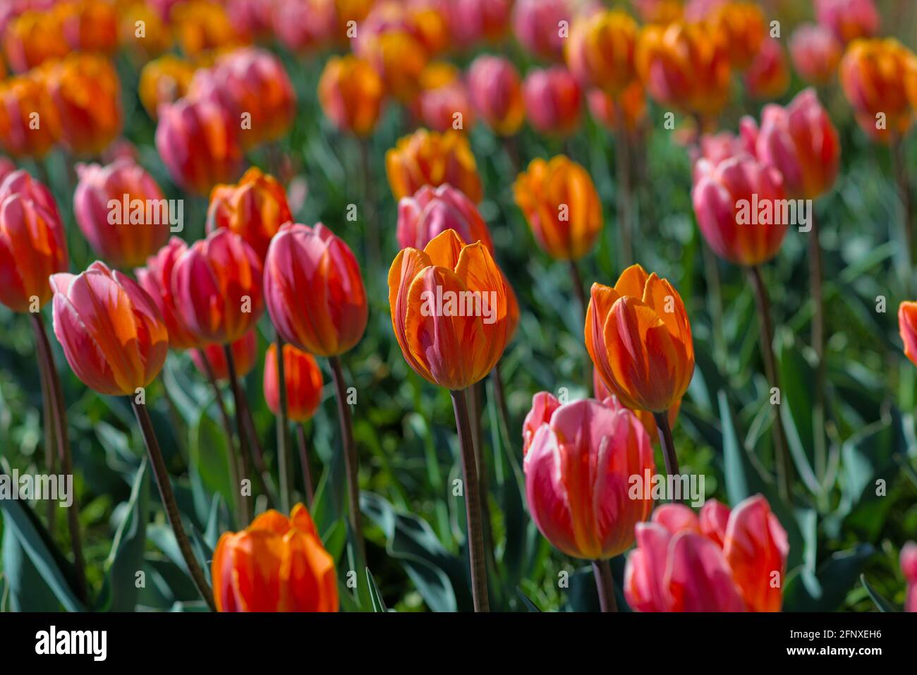 Wunderschöne orange-rosa-rote Tulpen (Princess Irene, Pretty Princess) beim Canadian Tulip Festival 2021 in Ottawa, Ontario, Kanada. Stockfoto