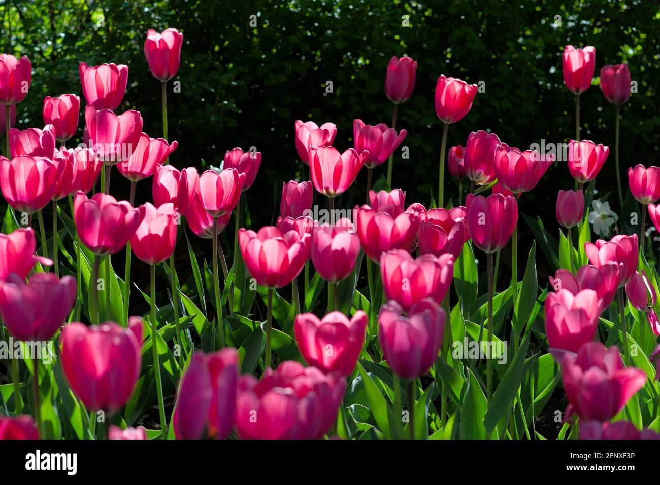 Wunderbares, staubigtes Rosenbett aus Tulpen (Big Love) an einem sonnigen Morgen beim Canadian Tulip Festival 2021 in Ottawa, Ontario, Kanada. Stockfoto