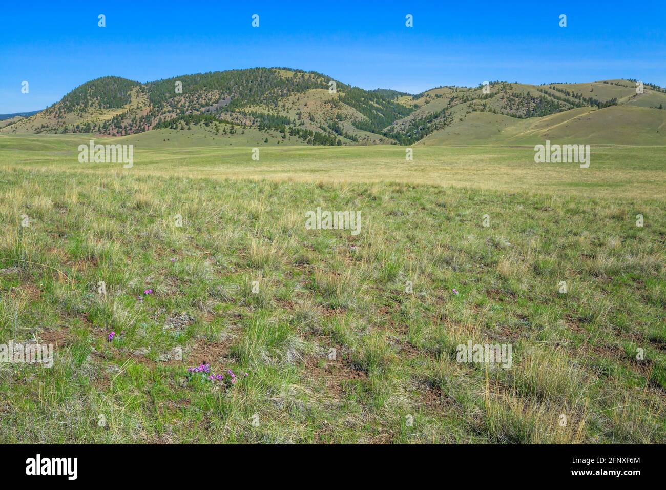 Ausgedehntes Rangeland unterhalb der john Long Berge in der Nähe von Hall, montana Stockfoto
