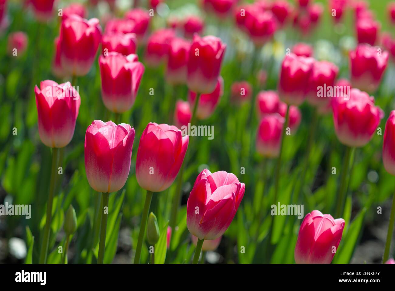 Wunderbares Bett aus rosa und weißen Tulpen an einem sonnigen Morgen beim Canadian Tulip Festival 2021 in Ottawa, Ontario, Kanada. Stockfoto