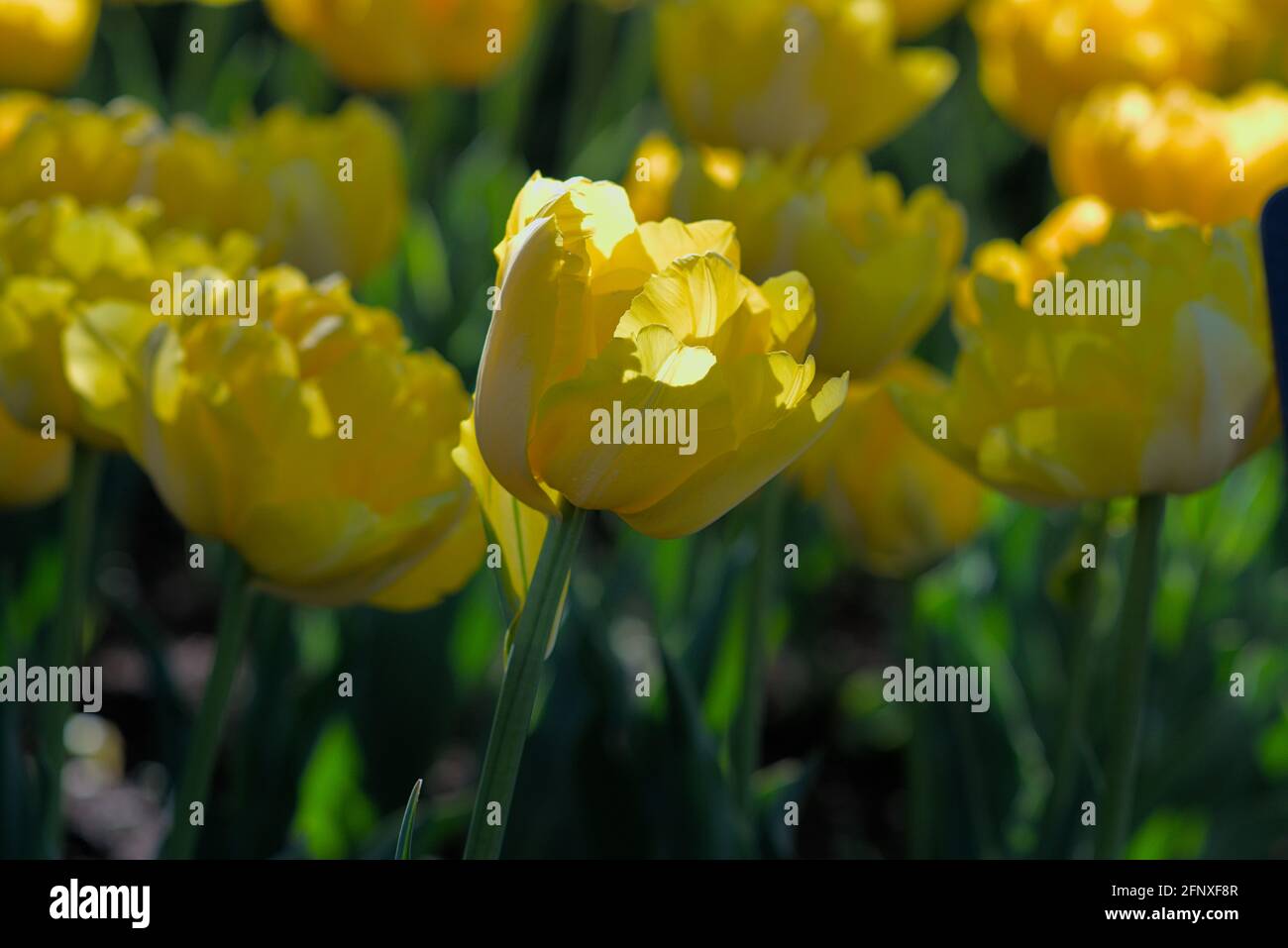 Wunderbares Bett aus gelben Tulpen () an einem sonnigen Morgen beim Canadian Tulip Festival 2021 in Ottawa, Ontario, Kanada. Stockfoto