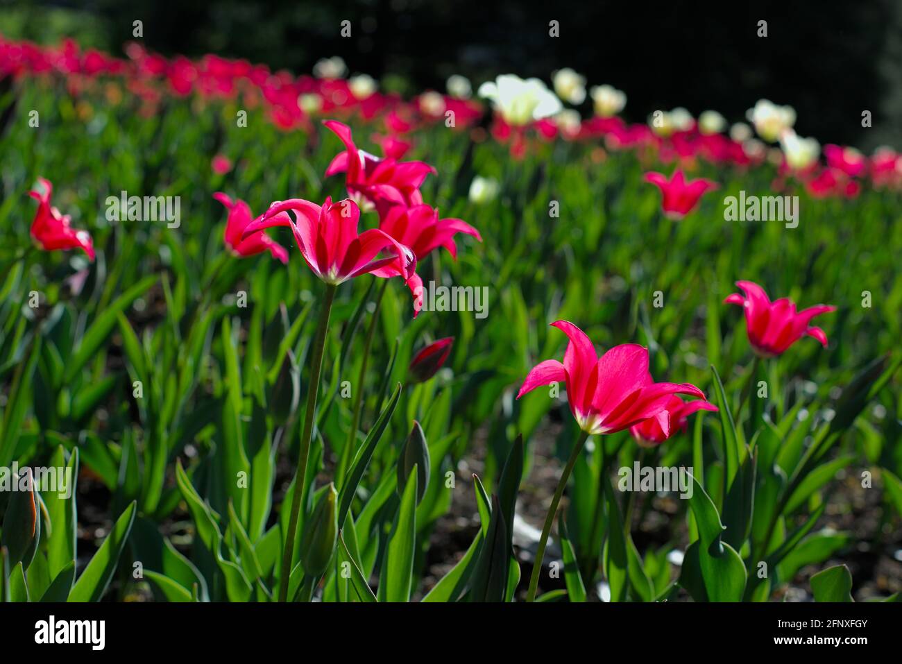 Einige früh blühende rote Tulpen (Doll’s Minuet) an einem sonnigen Morgen beim Canadian Tulip Festival 2021 in Ottawa, Ontario, Kanada. Stockfoto