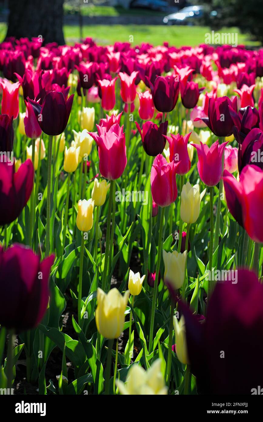 Mein Lieblingsbett aus Tulpen (Mariette, Merlot, elegant Lady) an einem sonnigen Morgen beim Canadian Tulip Festival 2021 in Ottawa, Ontario, Kanada. Stockfoto