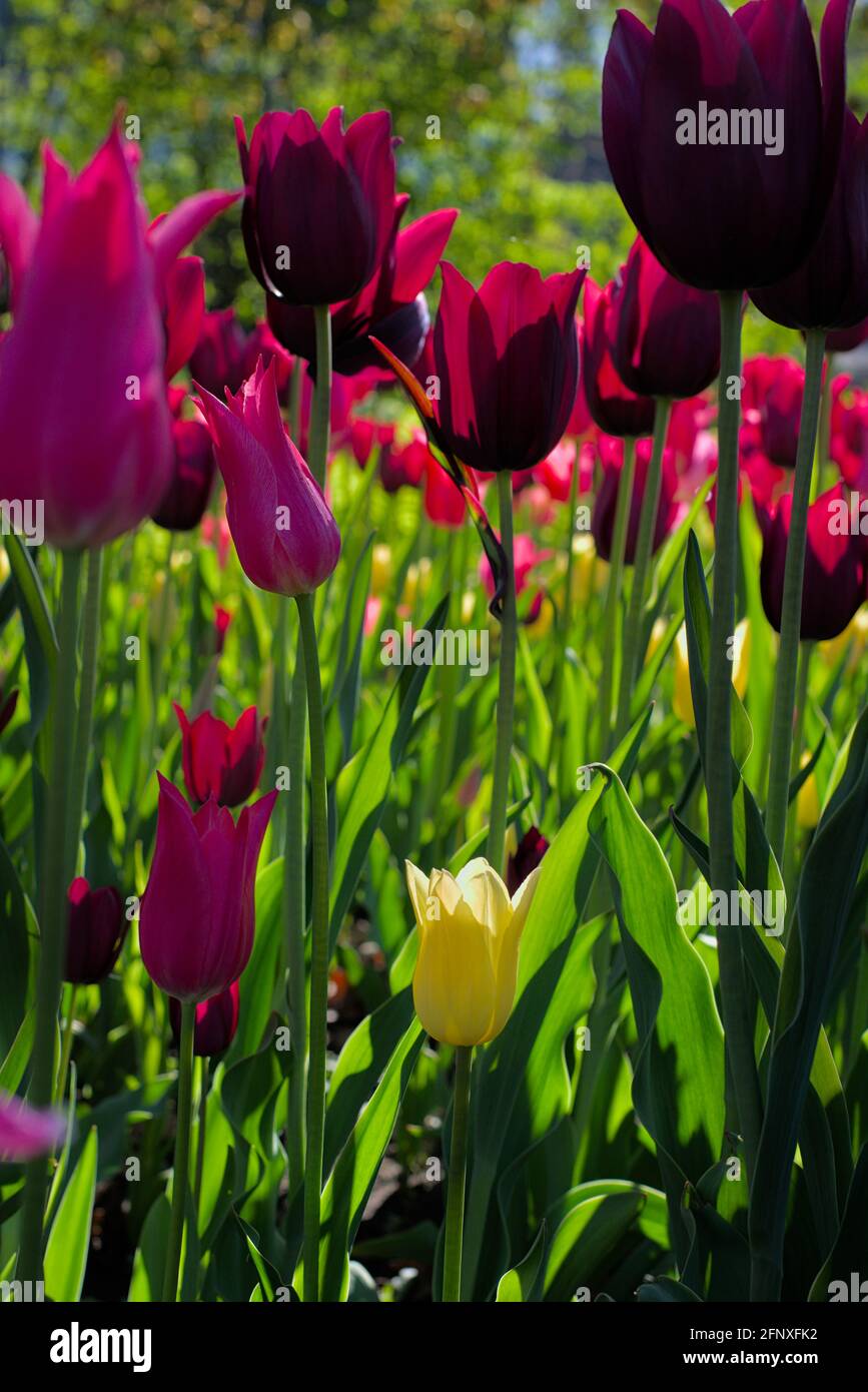 Mein Lieblingsbett aus Tulpen (Mariette, Merlot) an einem sonnigen Morgen beim Canadian Tulip Festival 2021 in Ottawa, Ontario, Kanada. Stockfoto