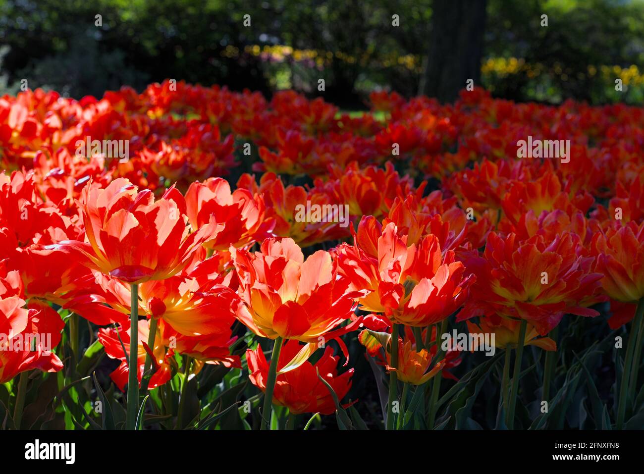 Wunderbar bedapptes Tulpenbett (Sun Lover) an einem sonnigen Morgen beim Canadian Tulip Festival 2021 in Ottawa, Ontario, Kanada. Stockfoto