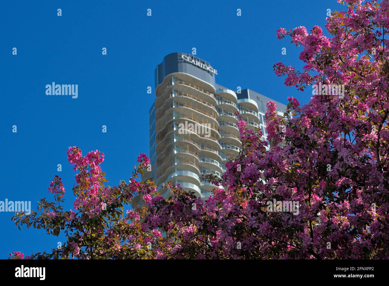'Claridge Icon' Ottawa - 45 Stockwerke mit viel Augenlider und unnützen neuen Eigentumswohnungen hinter einer Frühlingskrabbe-Apfelblüte. Ottawa, Ontario, Kanada. Stockfoto