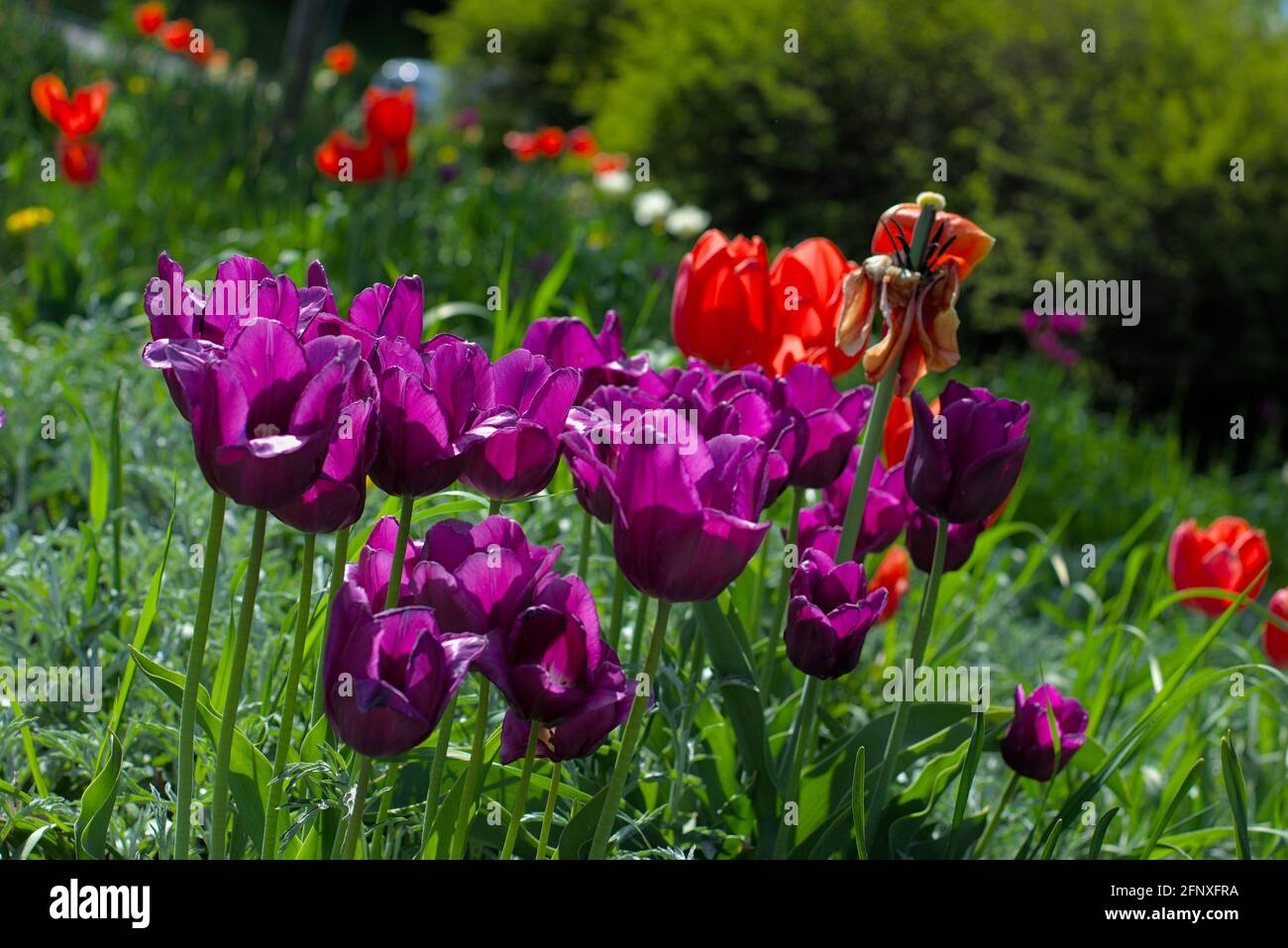 Ein wunderschöner Klumpen violetter Tulpen an einem sonnigen Morgen beim Canadian Tulip Festival 2021 in Ottawa, Ontario, Kanada. Stockfoto