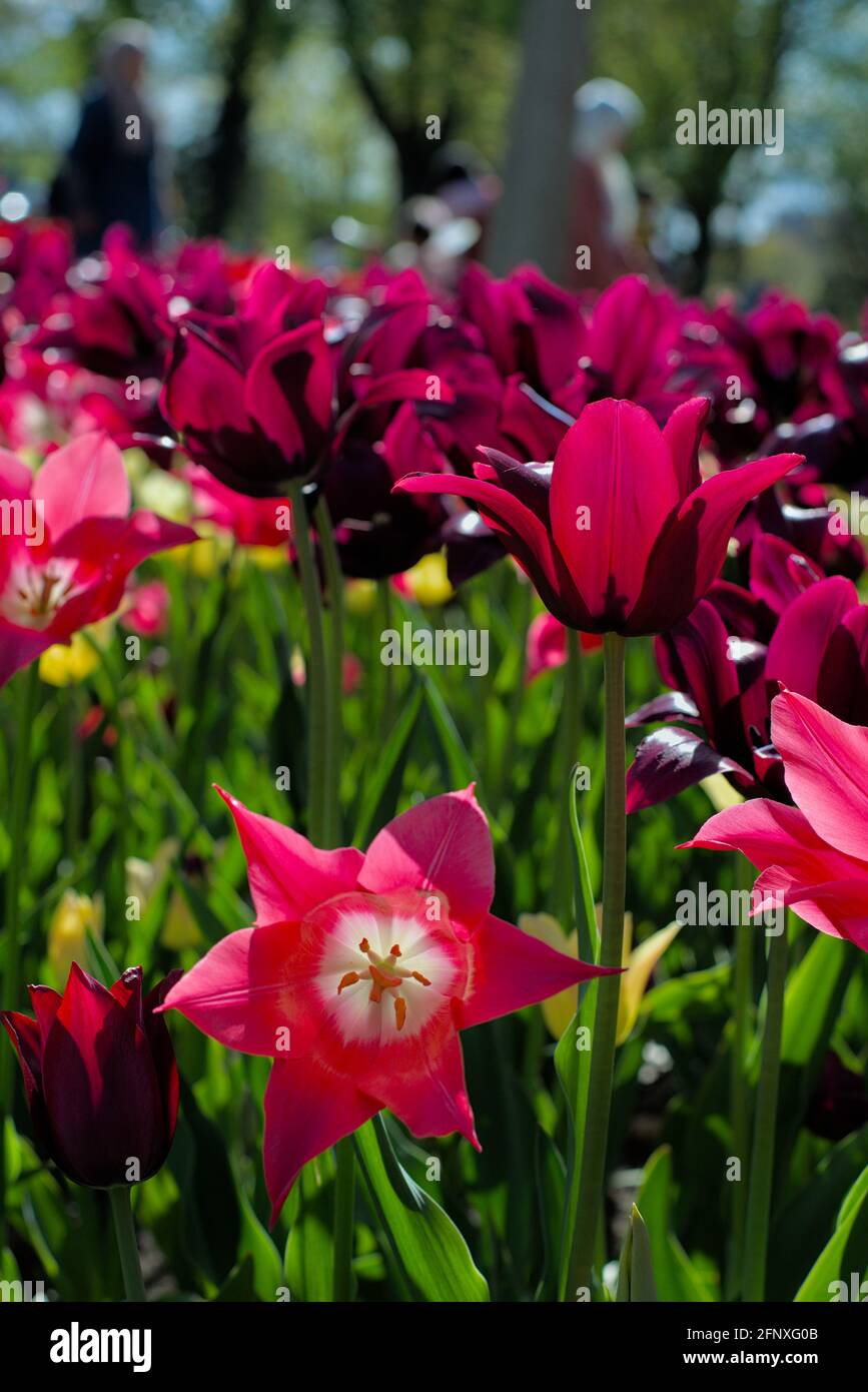 Erstaunliches Tulpenbett #9 (Mariette, Merlot) in voller Blüte an einem sonnigen Morgen beim Canadian Tulip Festival 2021 in Ottawa, Ontario, Kanada. Stockfoto