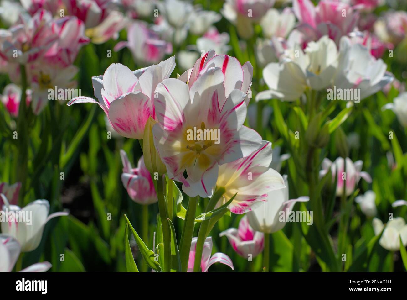 Erstaunliches weißes und rosafarbenes Tulpenbett (Flaming Flag) an einem sonnigen Nachmittag beim Canadian Tulip Festival 2021 in Ottawa, Ontario, Kanada. Stockfoto