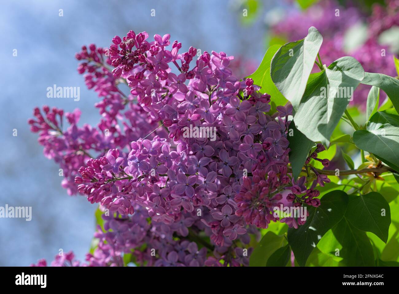 Fantastischer, heller lila Flieder (Syringa vulgaris) in voller Blüte in einem Glebe-Garten, Ottawa, Ontario, Kanada. Stockfoto