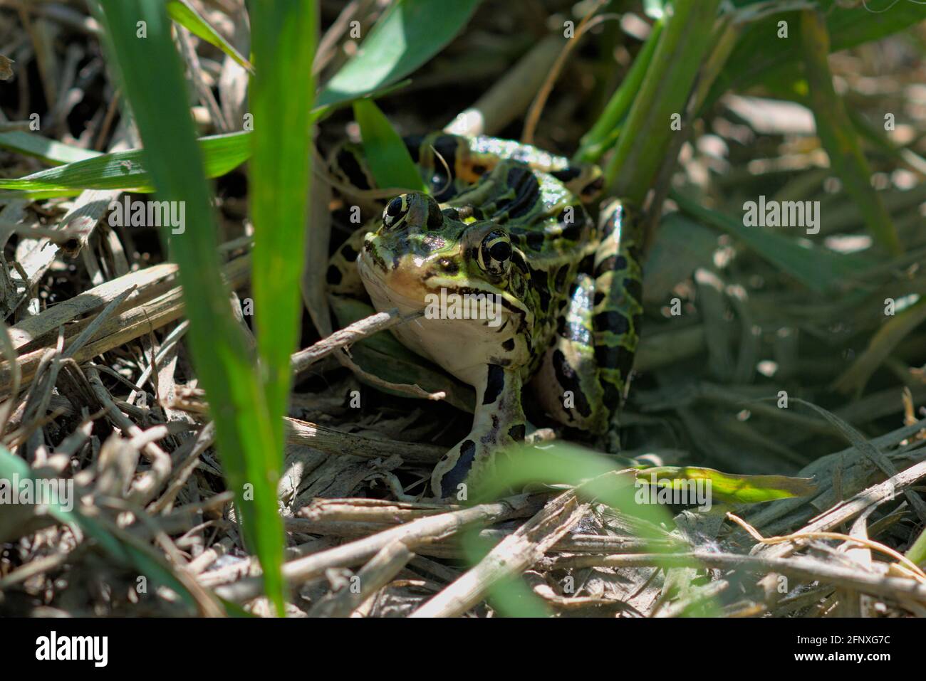 Nördlicher Leopardenfrosch (Lithobates pipiens), getarnt im bedeckten Schilfschatten am Rand eines Teiches in Ottawa, Ontario, Kanada. Stockfoto