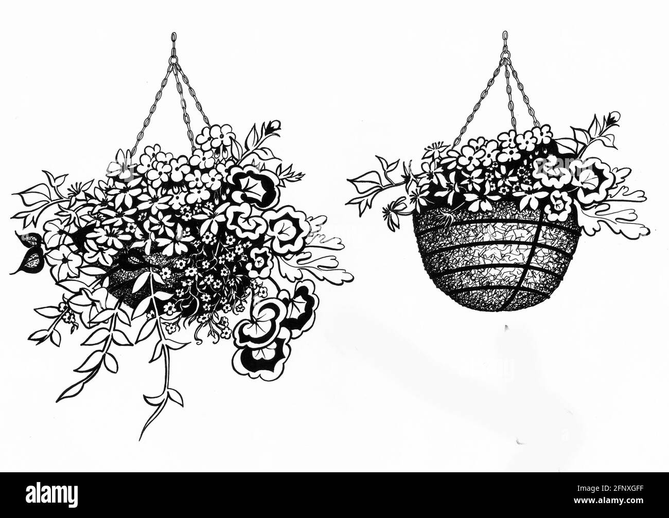 Eine Zeichnung der fertigen Aufhängekörbe, die oben und seitlich miteinander verglichen werden Pflanzen nur mit oberer Bepflanzung Stockfoto