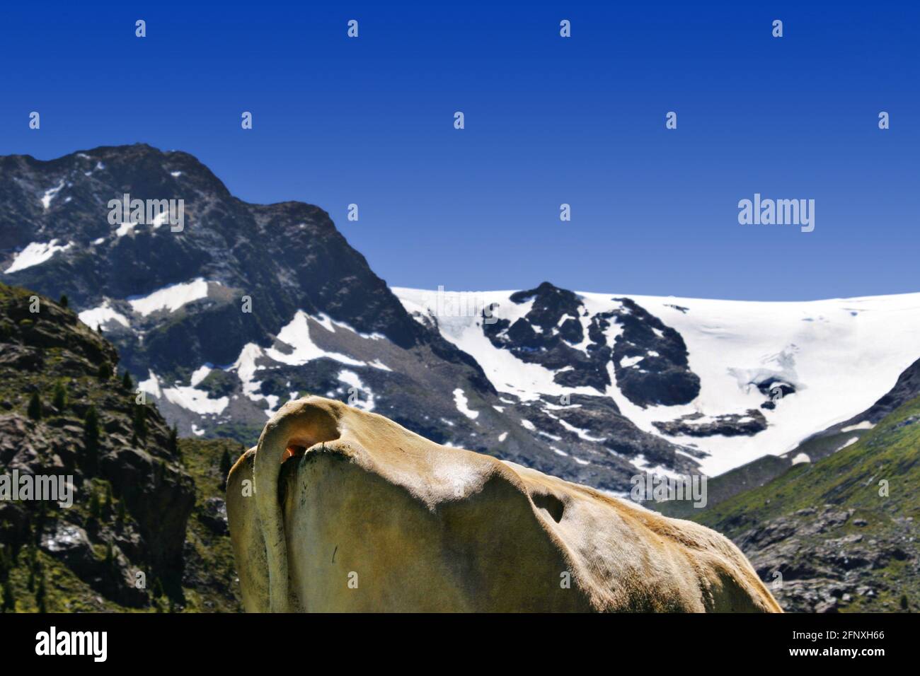 Hausrinder (Bos primigenius f. taurus), Kuhkamm und Bergkamm, Österreich Stockfoto