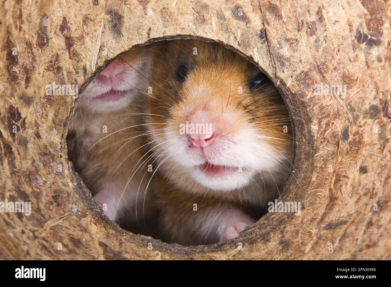 goldener Hamster (Mesocricetus auratus), der aus dem Haus eines Hamsters spätet Stockfoto