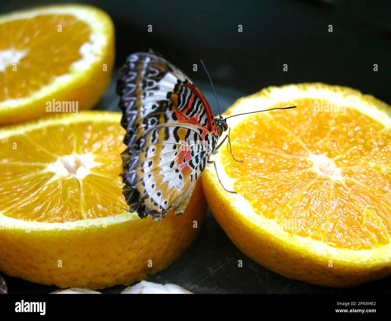 Rote Schnauzerei (Cethosia biblis, Papilio biblis), Schmetterling auf Orange Stockfoto