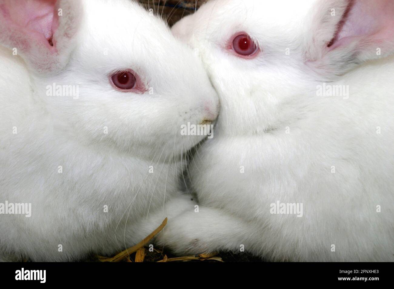 Hauskaninchen (Oryctolagus cuniculus f. domestica), zwei weiße Hauskaninchen, die im Stall kuscheln Stockfoto
