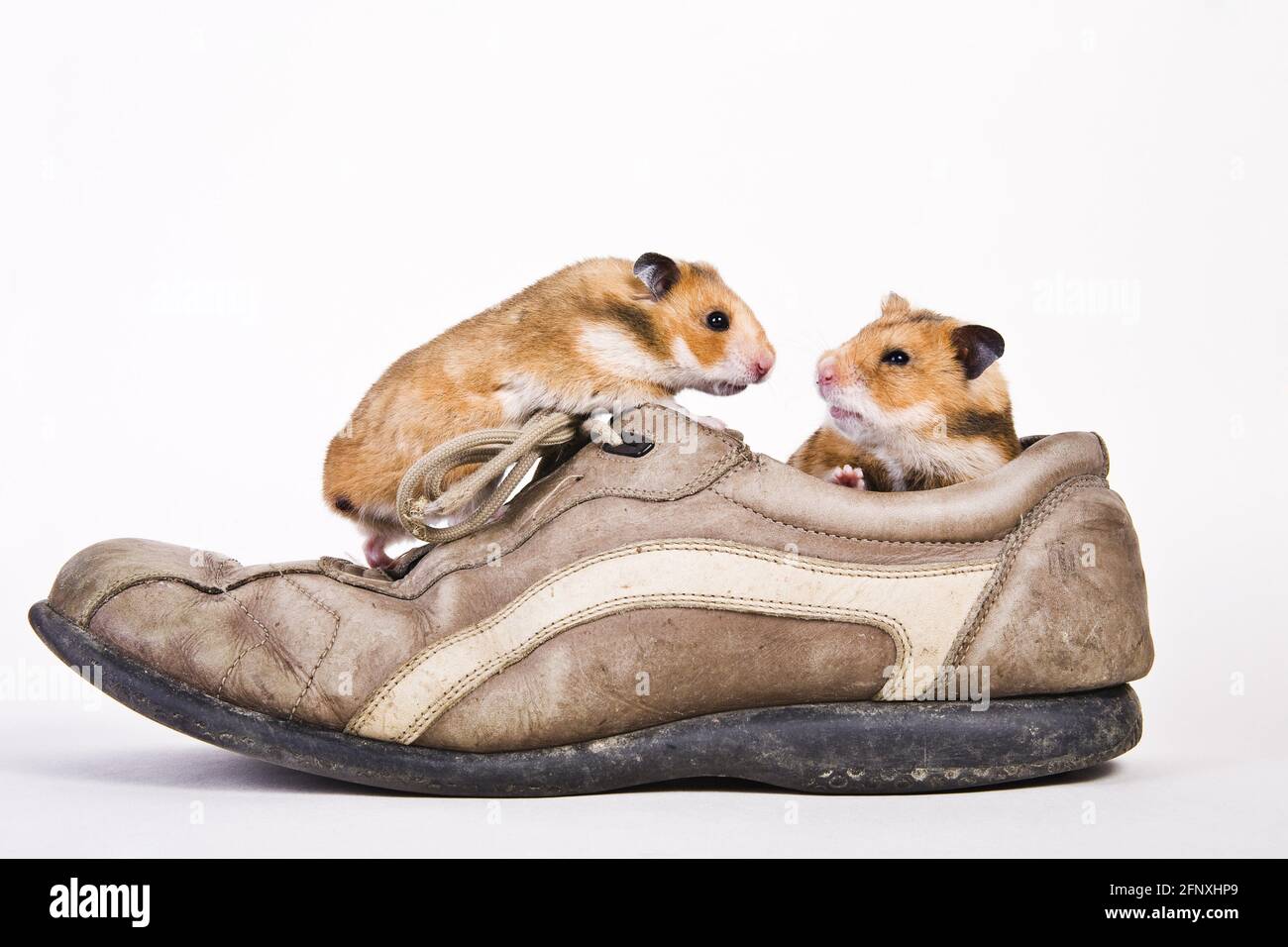 goldener Hamster (Mesocricetus auratus), zwei goldene Hamster auf einem alten Schuh Stockfoto
