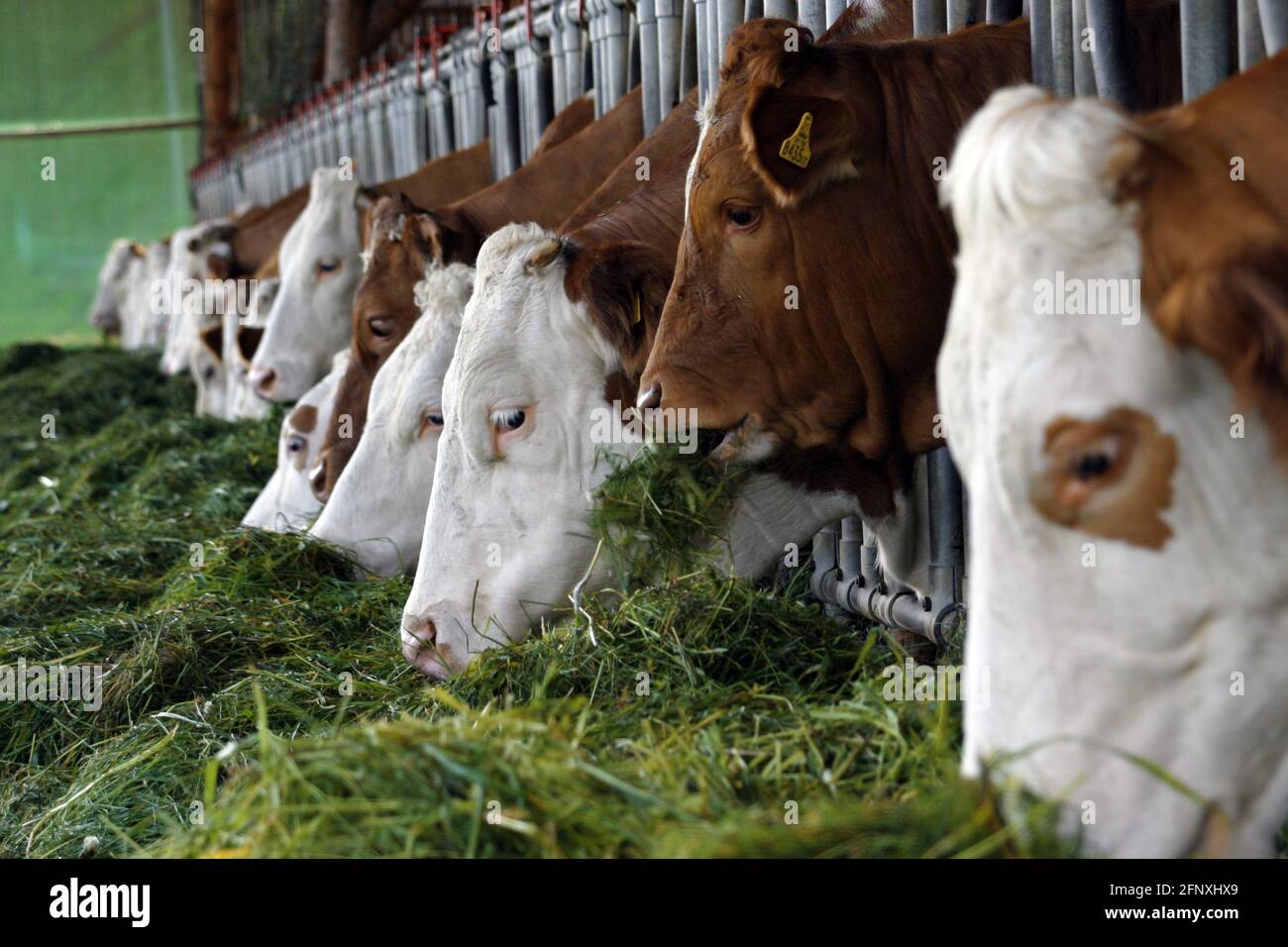 Hausrinder (Bos primigenius f. taurus), Fütterung im Stall, Österreich Stockfoto
