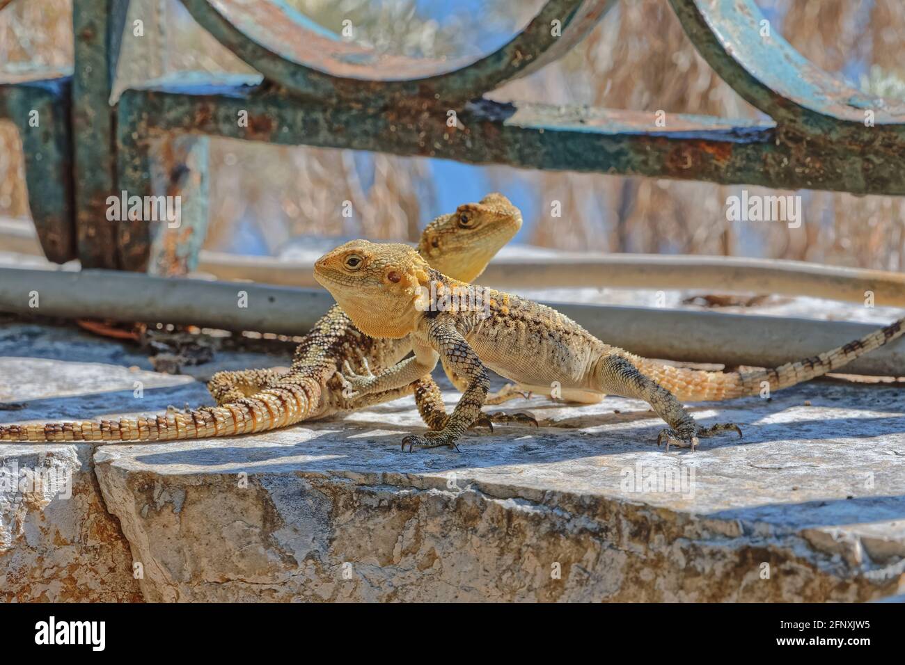 Stellagama Eidechsen an der alten Mauer in Korfu Griechenland Stockfoto