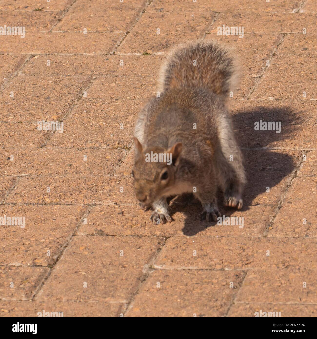 Graues Eichhörnchen auf einem Ziegelboden an einem sonnigen Tag Stockfoto