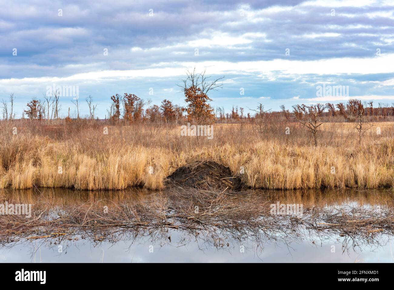 Beaver Lodge und Winter Food Cache, Early Winter, E North America, von Dominique Braud/Dembinsky Photo Assoc Stockfoto