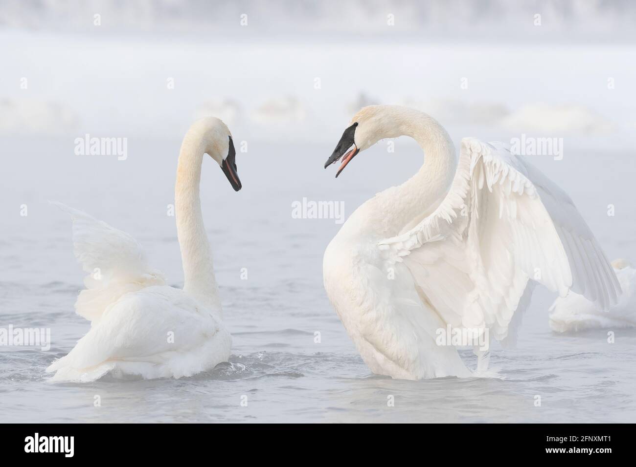 Trompeter-Schwanenpaar, Balzverhalten (Cygnus-Bukinator), St Croix River, Februar, WI, USA, Von Dominique Braud/Dembinsky Photo Assoc Stockfoto