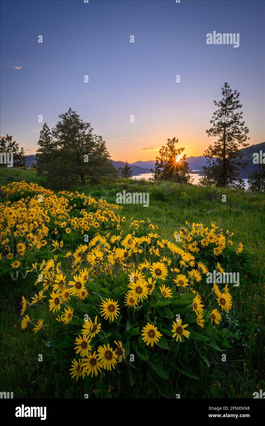 Balsamroot entlang des Mosier Plateau Trail im Columbia River Gorge National Scenic Area, Oregon. Stockfoto