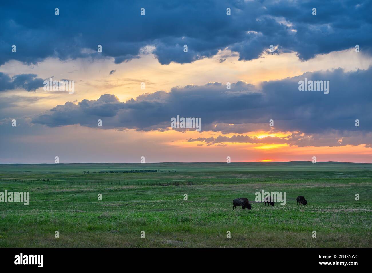 Bison auf der Prärie bei Sonnenuntergang, Badlands National Park, South Dakota. Stockfoto